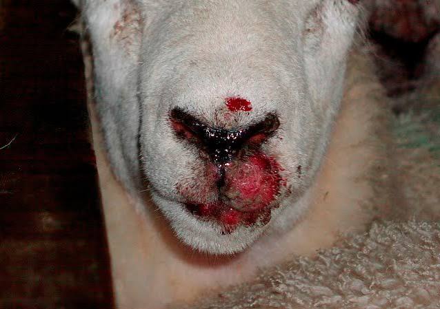 ORF: THE HIGHLY CONTAGIOUS SHEEP AND GOAT DISEASE EVERY FARMER SHOULD KNOW